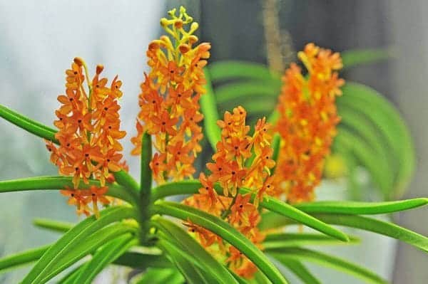 Hướng dẫn cách chăm sóc hoa Phong lan Hỏa Hoàng 6 lan hỏa hoàng đẹp tự nhiên