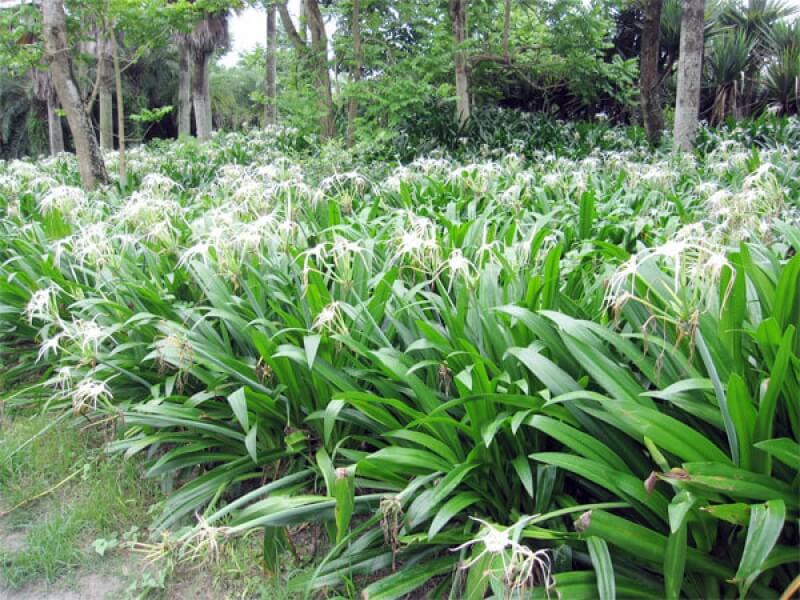 Chăm sóc Cây bạch trinh biển 4 CÁCH TRỒNG VÀ CHĂM SÓC CÂY BẠCH TRINH BIỂN