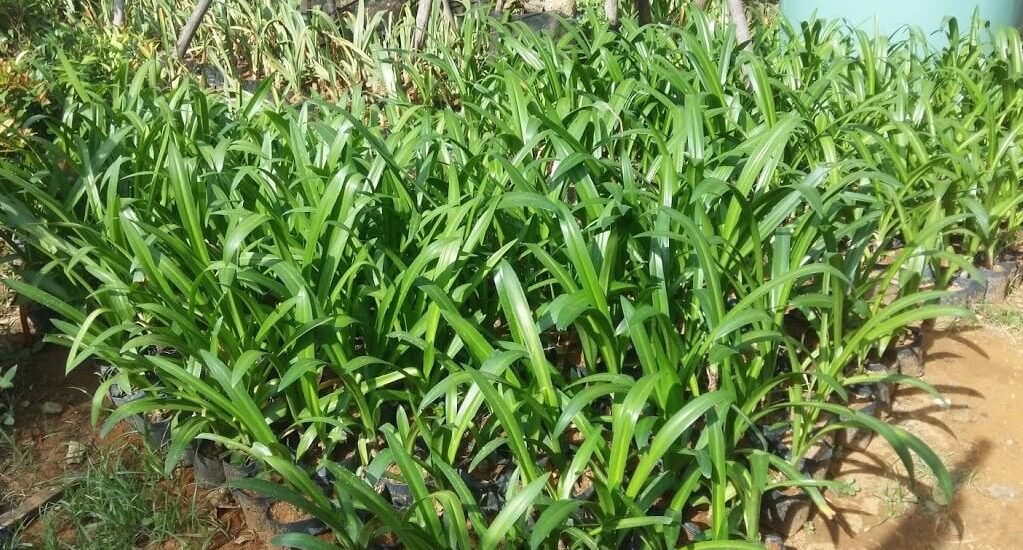Chăm sóc Cây bạch trinh biển 6 PHÒNG TRỪ SÂU BỆNH CÂY BẠCH TRINH BIỂN