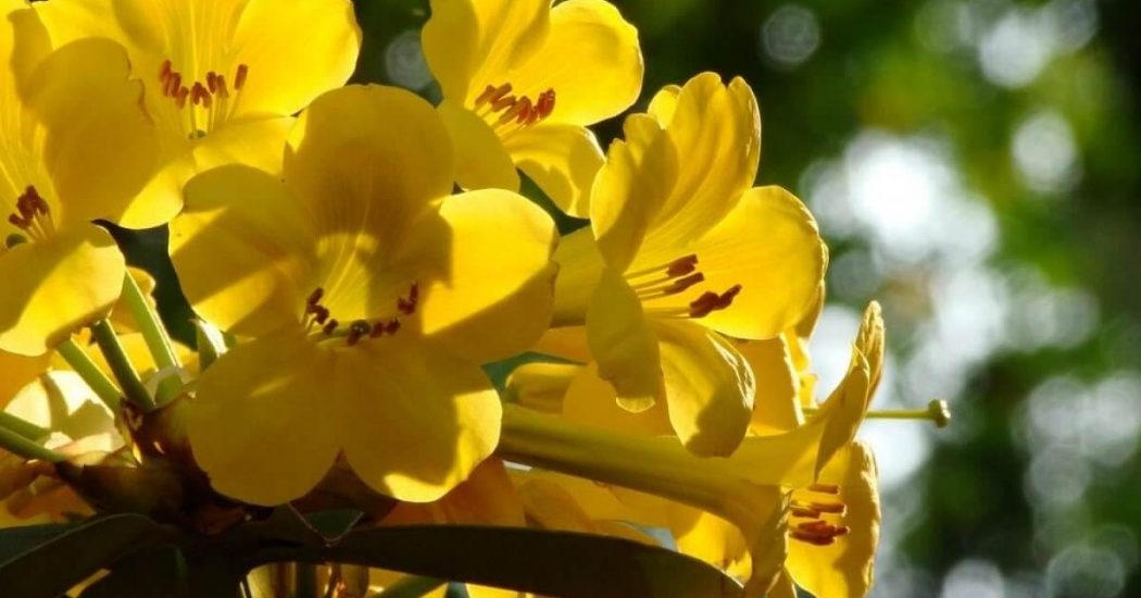 Cách trồng và chăm sóc cây chuông vàng 3 vẻ đẹp của loài cây chuông vàng