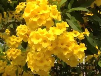 Cách trồng và chăm sóc cây chuông vàng 6 cay chuong vang 7