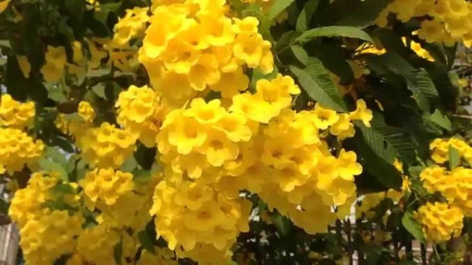 cay-chuong-vang (7)