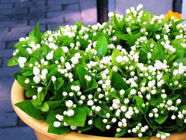 Chăm sóc cây hoa lài và những tác dụng tốt cho sức khỏe 6 CHĂM SÓC CÂY HOA LÀI