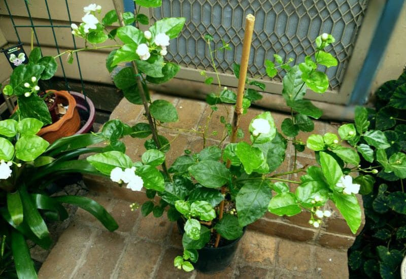 Chăm sóc cây hoa lài và những tác dụng tốt cho sức khỏe 3 ĐIỀU KIỆN SINH TRƯỞNG CÂY HOA LÀI tốt