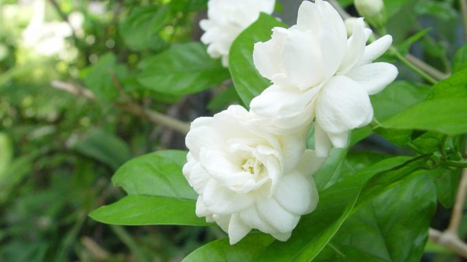 cay-hoa-lai (9)