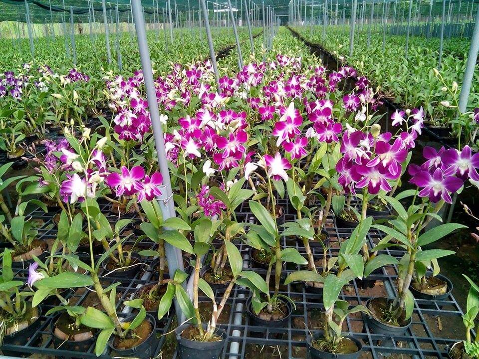 Hoa lan dendro-cách chăm sóc cây ra hoa quanh năm 9 cây hoa lan denro phát triển và ra nhiều hoa