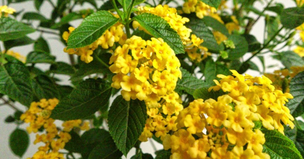 Cây Hoa Ngũ Sắc ra hoa quanh năm- công dụng chữa bệnh 4 lựa chọn những bông hoa ngũ sắc đẹp nhất