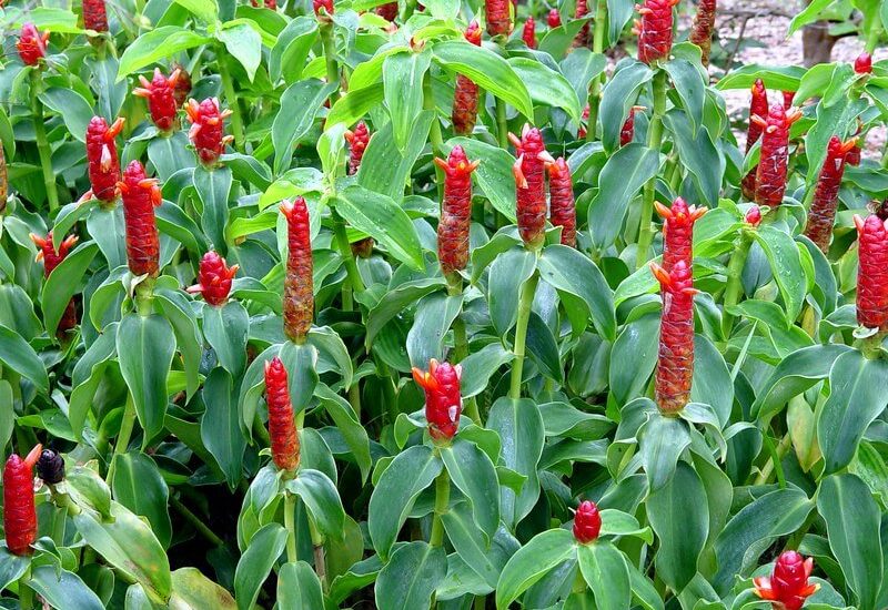 Kỹ thuật chăm sóc cây Phúc Lộc Thọ 6 cây phúc lộc thọ ra hoa đẹp cả khu vườn