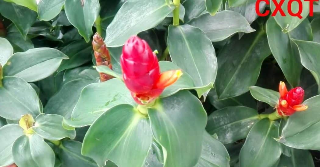 Kỹ thuật chăm sóc cây Phúc Lộc Thọ 3 cây phúc lộc thọ ra hoa đẹp
