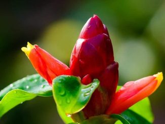 Kỹ thuật chăm sóc cây Phúc Lộc Thọ 5 cay phuc loc tho 5