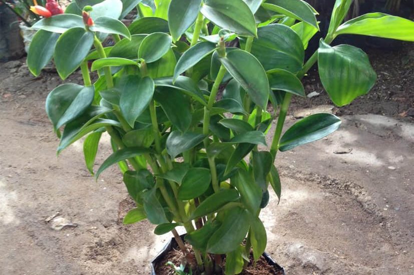 Kỹ thuật chăm sóc cây Phúc Lộc Thọ 4 cây phúc lộc thọ phát tiển