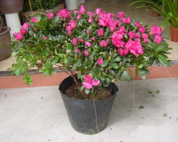 kỹ thuật trồng và chăm sóc hoa Đỗ Quyên trên chậu 4 chậu hoa đỗ qyên cho màu sắc đẹp