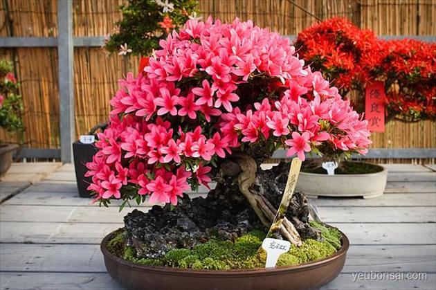 kỹ thuật trồng và chăm sóc hoa Đỗ Quyên trên chậu 2 hoa đỗ quyên bonsai