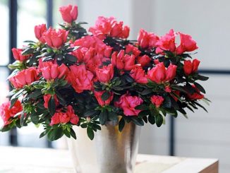 kỹ thuật trồng và chăm sóc hoa Đỗ Quyên trên chậu 9 hoa do quyen 2