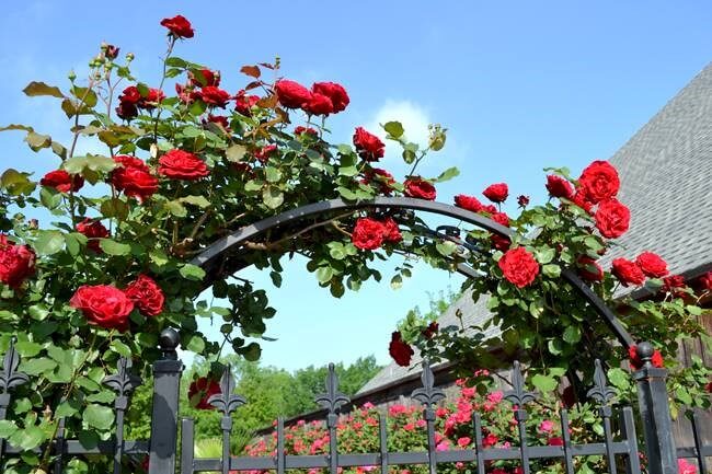 Cây hoa hồng cổ Hải Phòng- khoe sắc rực rỡ quanh năm 2 hoa hồng leo cổ hải phòng làm giàn leo trước cổng