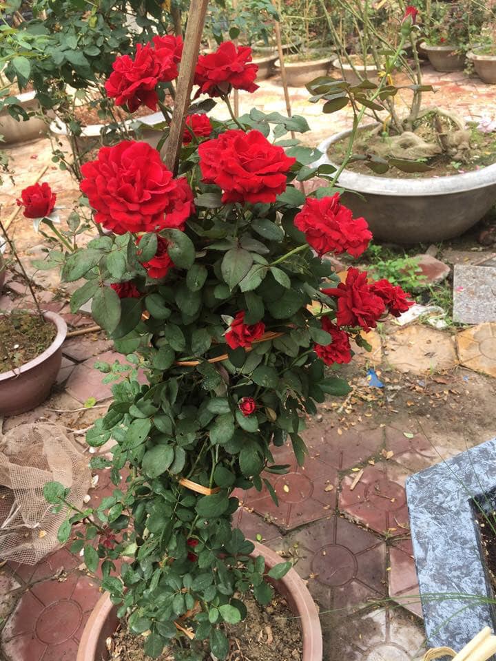 Cây hoa hồng cổ Hải Phòng- khoe sắc rực rỡ quanh năm 10 đặc điểm của hoa hồng cổ hải phòng