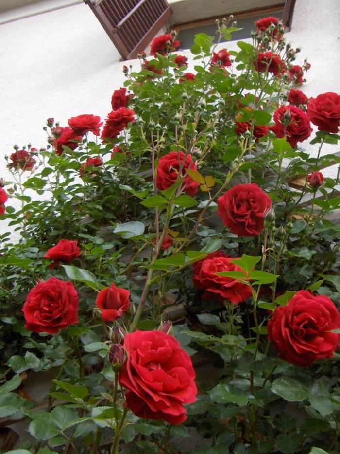 Cây hoa hồng cổ Hải Phòng- khoe sắc rực rỡ quanh năm 1 Hoa hồng leo cổ hải phòng