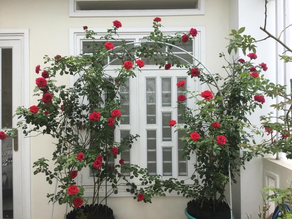Cây hoa hồng cổ Hải Phòng- khoe sắc rực rỡ quanh năm 16 cách làm giàn cho hoa hồng cổ hải phòng cho những chậu lớn