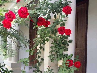 Cây hoa hồng cổ Hải Phòng- khoe sắc rực rỡ quanh năm 3 hoa hong co hai phong 6 min
