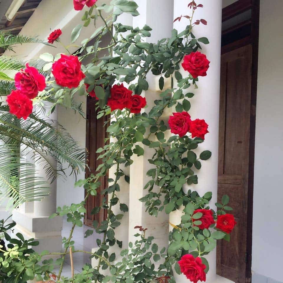 Cây hoa hồng cổ Hải Phòng- khoe sắc rực rỡ quanh năm 5 cách làm giàn cho hoa hồng cổ hải phòng