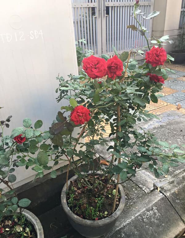 Cây hoa hồng cổ Hải Phòng- khoe sắc rực rỡ quanh năm 4 đặc điểm của hoa hồng cổ hải phòng