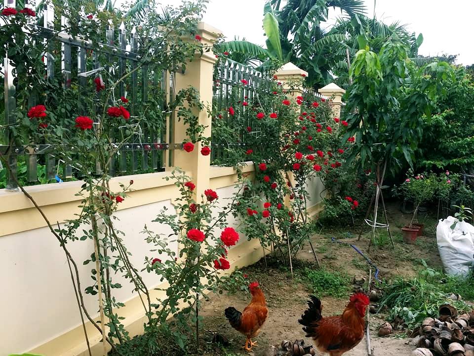 Cây hoa hồng cổ Hải Phòng- khoe sắc rực rỡ quanh năm 12 cách làm giàn cho hoa hồng cổ hải phòng