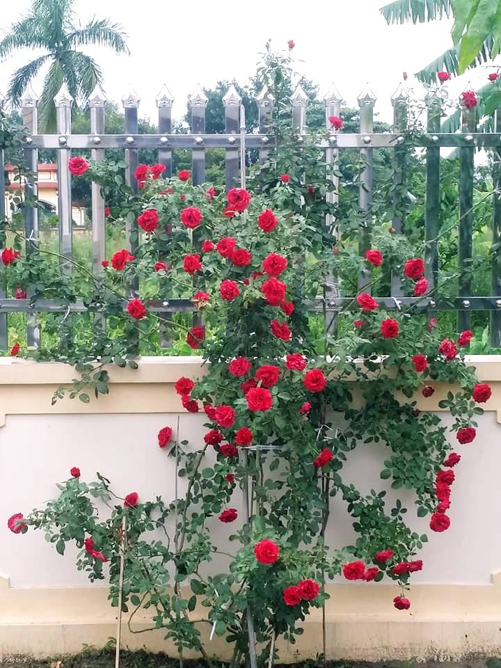 Cây hoa hồng cổ Hải Phòng- khoe sắc rực rỡ quanh năm 9 hoa hồng cổ hải phòng leo bờ tường