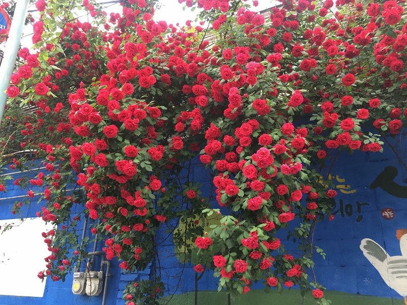Cây hoa hồng cổ Hải Phòng- khoe sắc rực rỡ quanh năm 13 hoa hồng cổ leo hải phòng những cây lớn