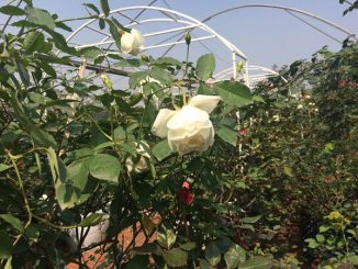 Cách trồng và chăm sóc hoa hồng cổ Nam Định 11 hoa hong co nam dinh 6 1