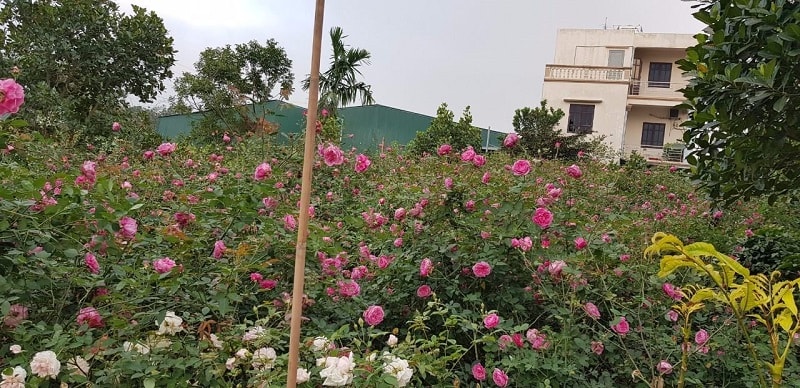 Hoa Hồng Cổ Sapa Hồng Cổ Quý Việt Nam 13 khu vườn hoa hồng cổ sapa