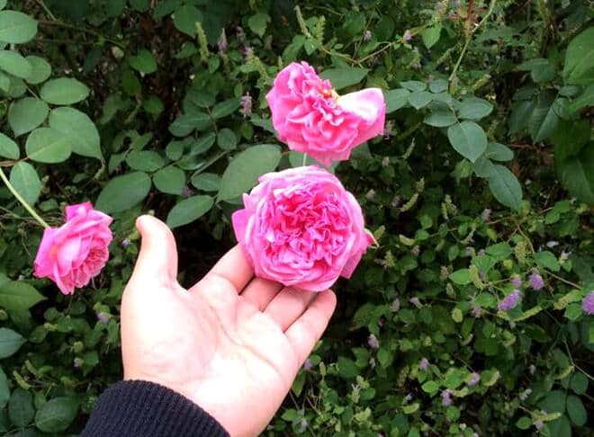 Hoa Hồng Cổ Sapa Hồng Cổ Quý Việt Nam 1 hồng cổ sapa