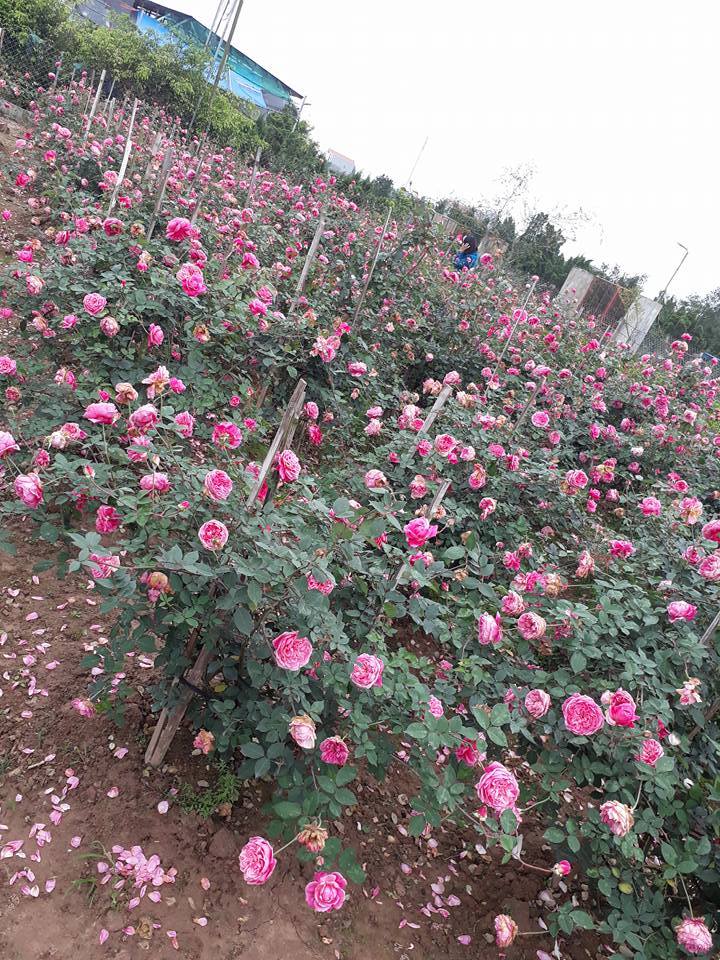 Hoa Hồng Cổ Sapa Hồng Cổ Quý Việt Nam 10 vườn hoa hồng cổ sapa