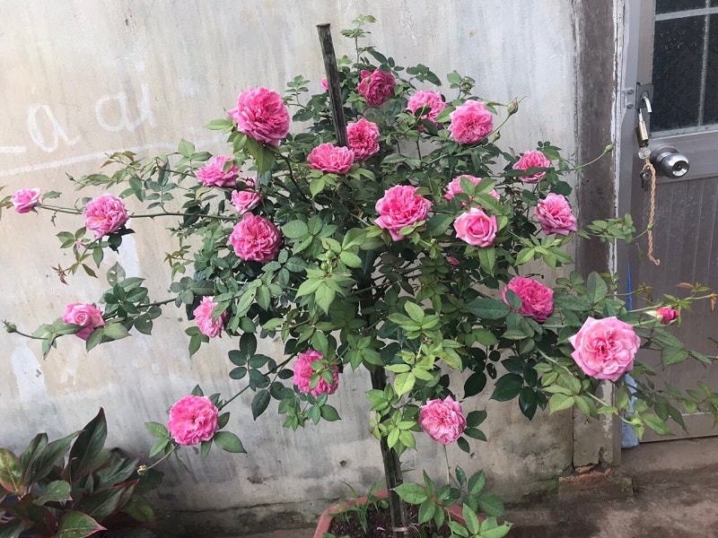 Hoa Hồng Cổ Sapa Hồng Cổ Quý Việt Nam 9 hoa hồng cổ sapa có leo không