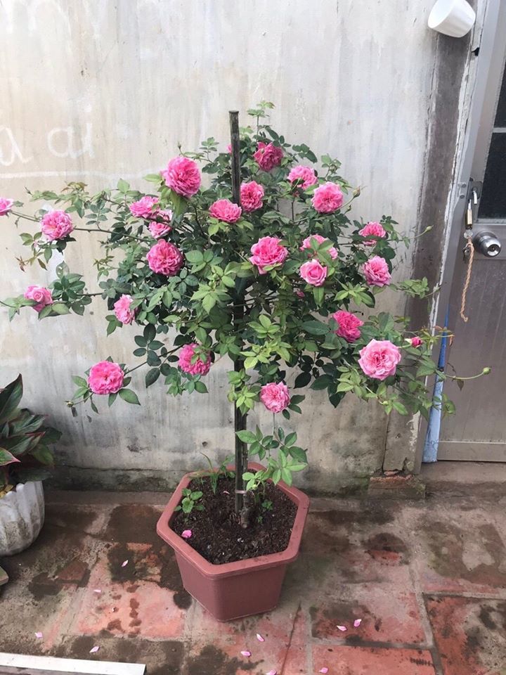 Hoa Hồng Cổ Sapa Hồng Cổ Quý Việt Nam 11 hoa hồng cổ sapa có mấy màu