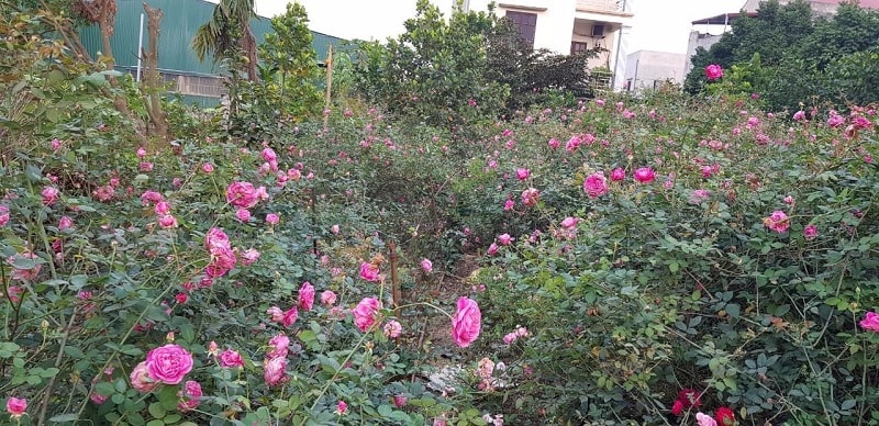 Hoa Hồng Cổ Sapa Hồng Cổ Quý Việt Nam 15 hoa hồng cổ sapa có mấy màu