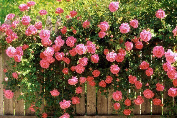 Hoa Hồng Cổ Sapa Hồng Cổ Quý Việt Nam 5 vườn hoa hồng cổ sapa