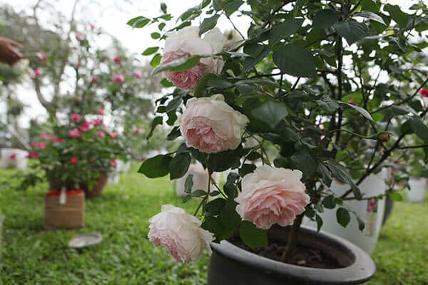 kỹ thuật trồng và chăm sóc hoa hồng đào cổ 3 CHĂM SÓC HOA HỒNG ĐÀO CỔ khỏe mạnh
