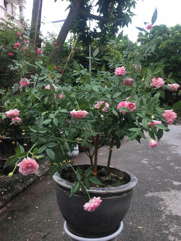Giống hoa hồng điều cổ- hoa đẹp giống bản địa Việt Nam 6 chăm sóc hoa hồng điều cổ trên chậu