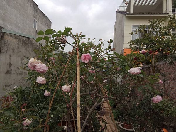 Giống hoa hồng điều cổ- hoa đẹp giống bản địa Việt Nam 8 Giống hoa hồng điều cổ- hoa đẹp giống bản địa Việt Nam