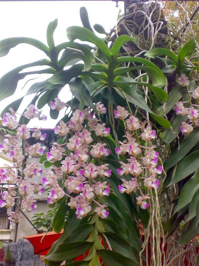 Phong lan tam bảo sắc -Cách ghép-cách trồng lan tam bảo sắc 1 lan tam bảo sắc