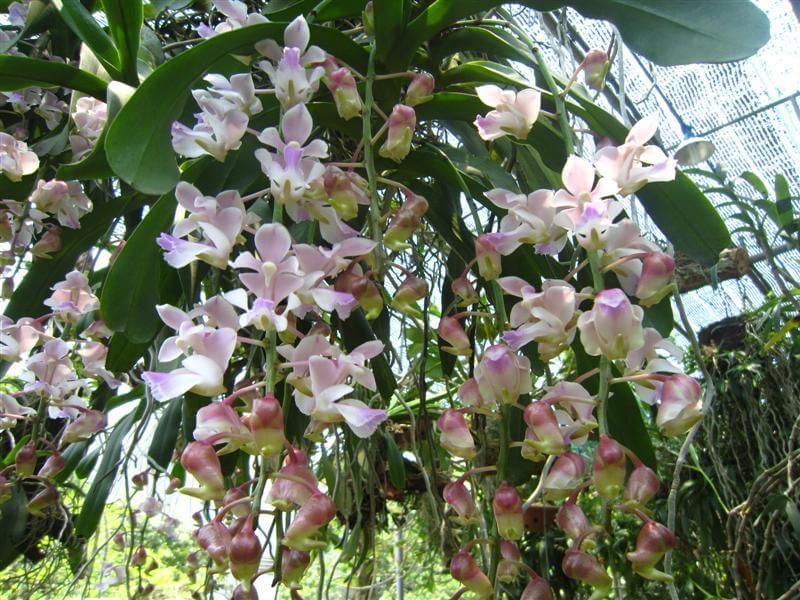 Phong lan tam bảo sắc -Cách ghép-cách trồng lan tam bảo sắc 2 hoa lan tam bảo sắc nở rộ