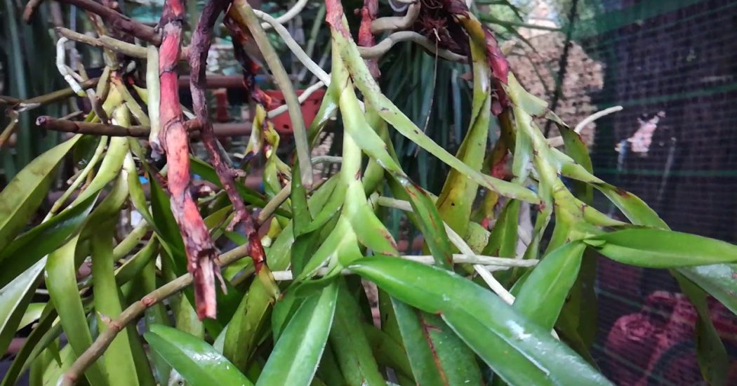 Phong lan tam bảo sắc -Cách ghép-cách trồng lan tam bảo sắc 9 hoa lan tam bảo sắc nở vào tháng mấy
