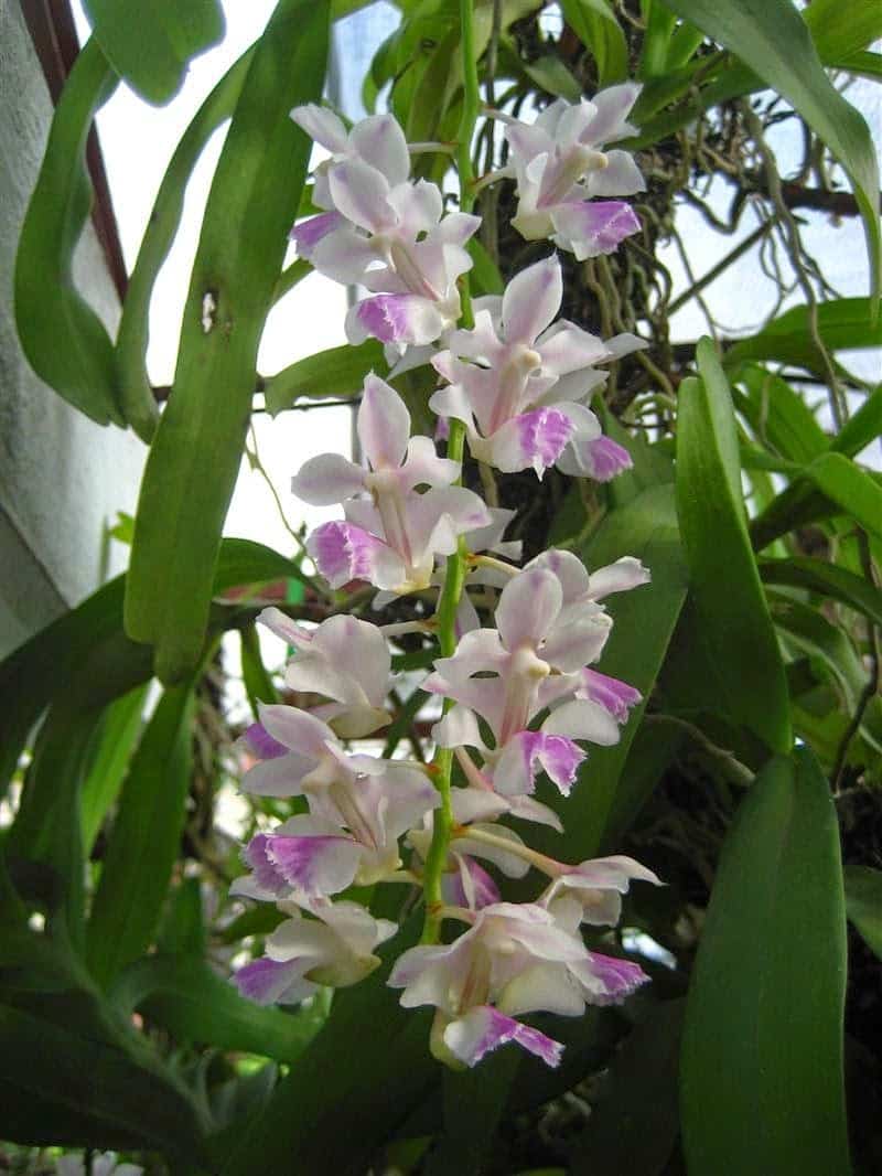 Phong lan tam bảo sắc -Cách ghép-cách trồng lan tam bảo sắc 7 phong lan tam bảo sắc trắng