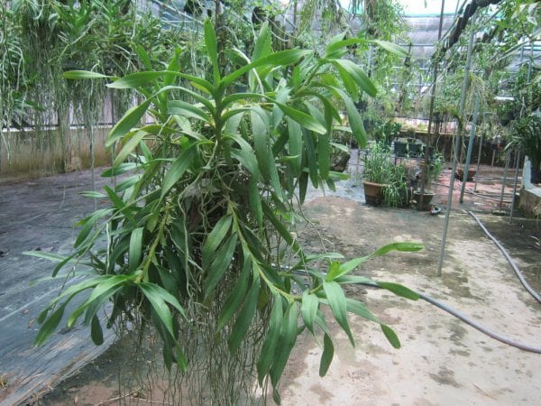 Phong lan tam bảo sắc -Cách ghép-cách trồng lan tam bảo sắc 5 lan tam bảo sắc trồng chậu