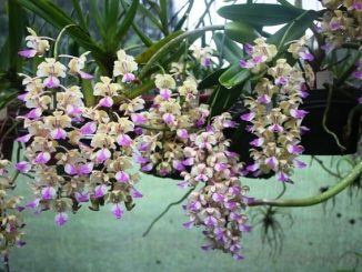 Phong lan tam bảo sắc -Cách ghép-cách trồng lan tam bảo sắc 8 hoa lan tam bao sac 8 min