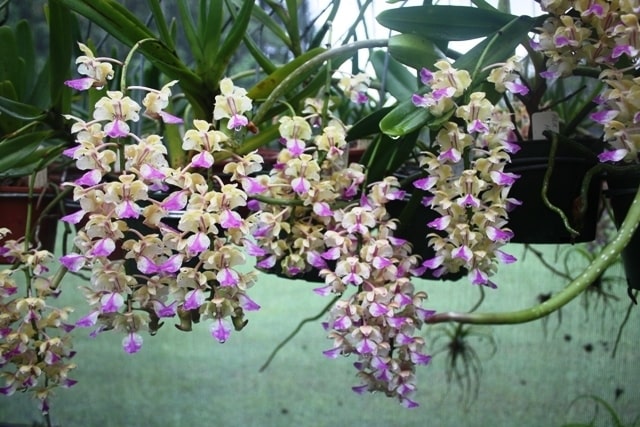 Phong lan tam bảo sắc -Cách ghép-cách trồng lan tam bảo sắc 4 lan tam bảo sắc có thơm không