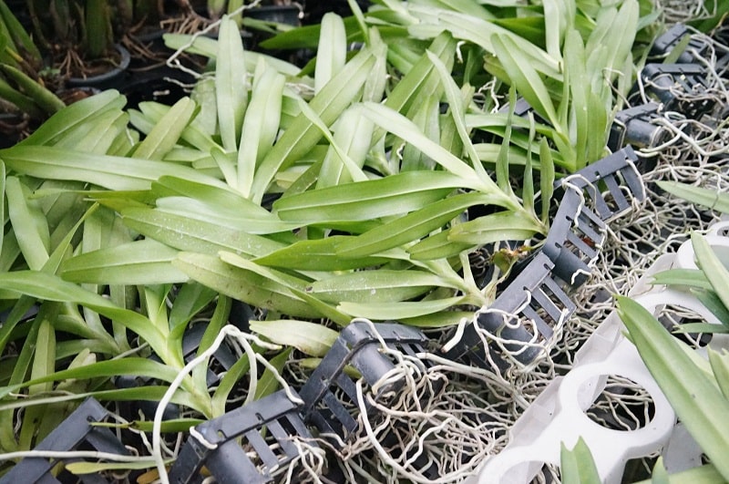 Phong lan tam bảo sắc -Cách ghép-cách trồng lan tam bảo sắc 10 cây hoa lan tam bảo sắc nhỏ