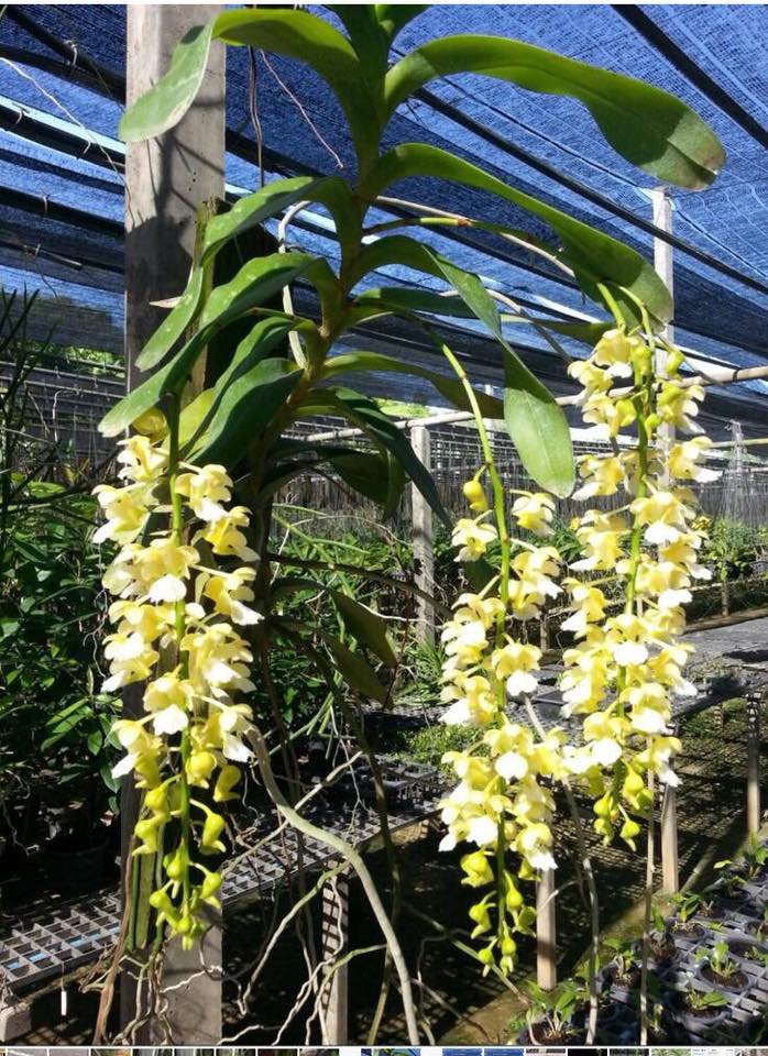 Phong lan tam bảo sắc -Cách ghép-cách trồng lan tam bảo sắc 11 cách chăm sóc lan tam bảo sắc
