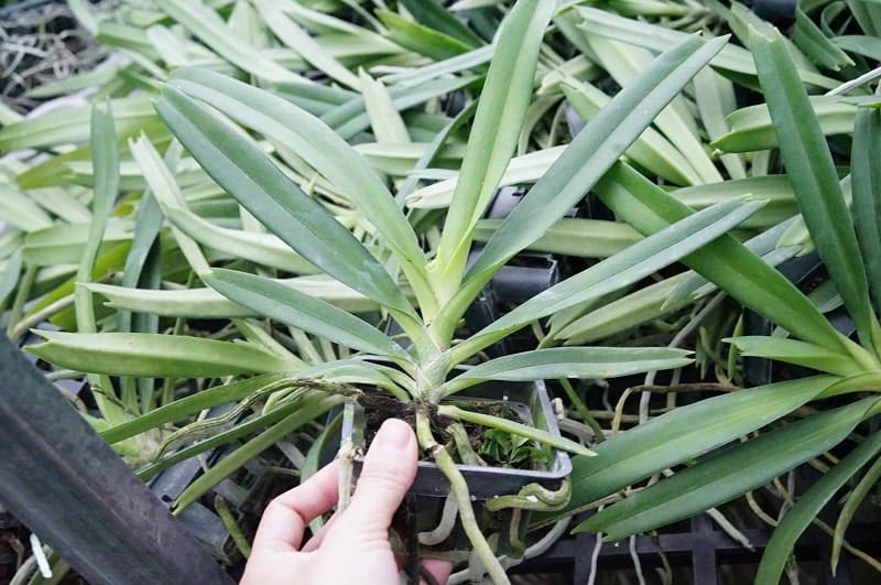 Phong lan tam bảo sắc -Cách ghép-cách trồng lan tam bảo sắc 12 lan rừng hoàng thảo tam bảo sắc