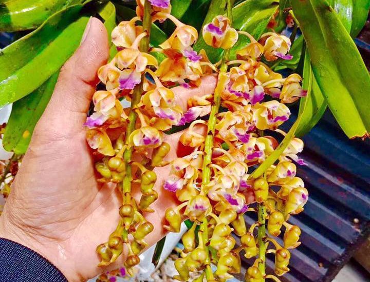 Phong lan tam bảo sắc -Cách ghép-cách trồng lan tam bảo sắc 13 hoa lan tam bảo sắc nở vào tháng mấy